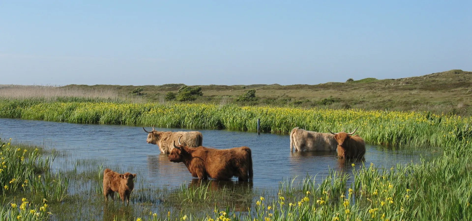 Coogherveld Camping Omgeving Schotse hooglanders